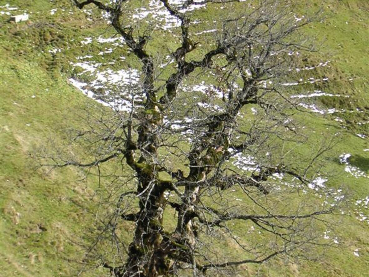 baum-josef3718835